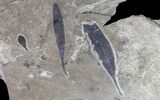 Cretaceous Fossil Plants - Lebanon Marine Deposits #70503-4